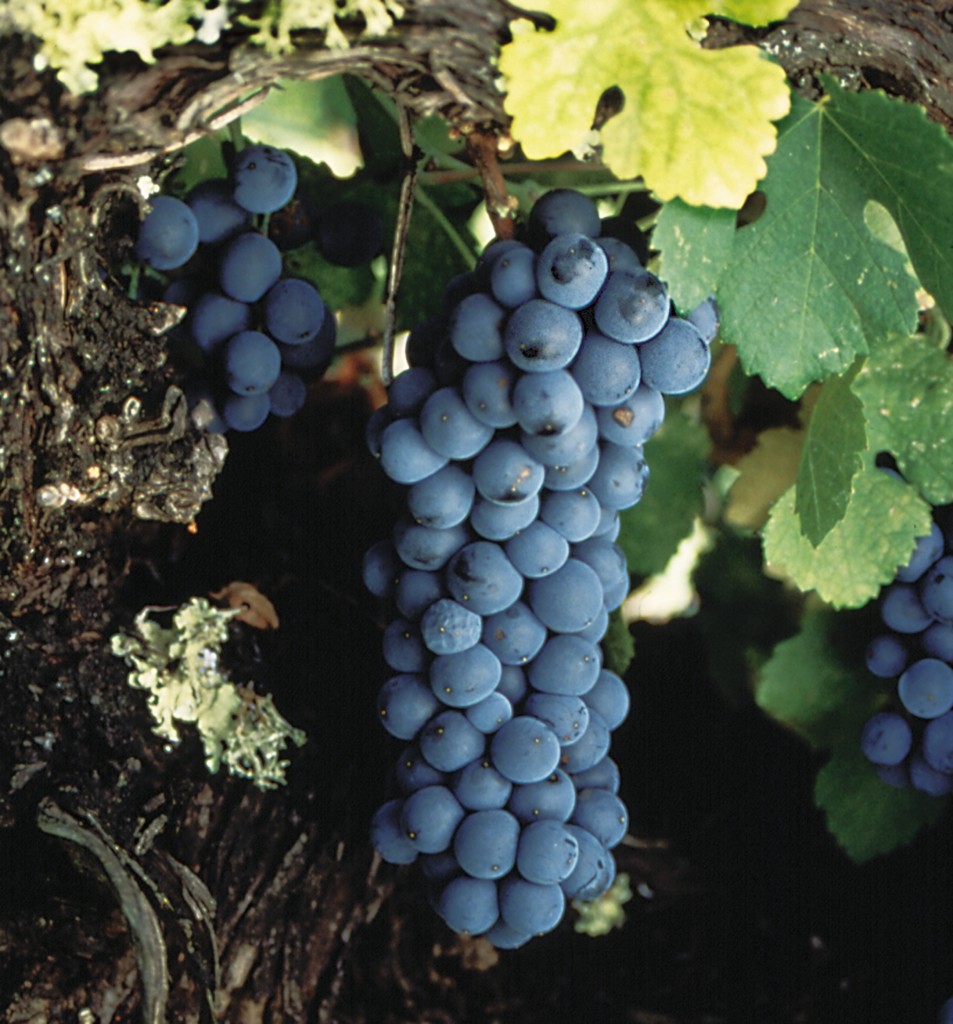 Zin.Grapes