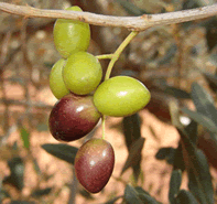 Olives