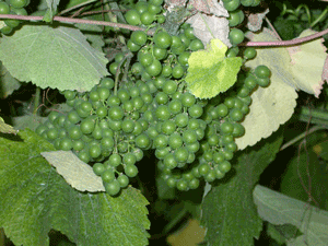 Albarino_grapes