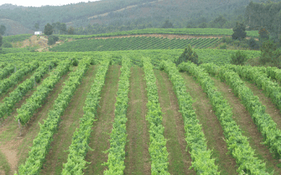 REFRESHING ALBARIÑO