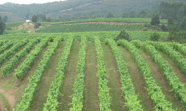 REFRESHING ALBARIÑO