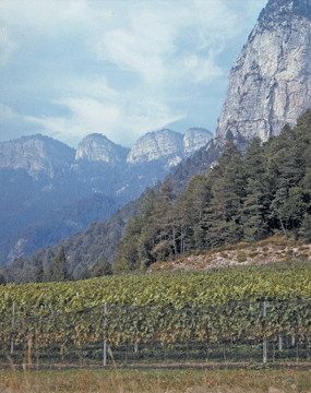 Alto-Adige _Feldmarshall-Vineyard