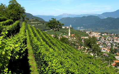 The Birthplace of Gewürztraminer