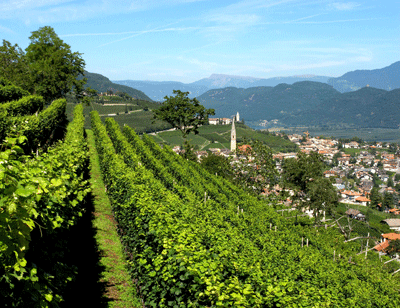 The Birthplace of Gewürztraminer