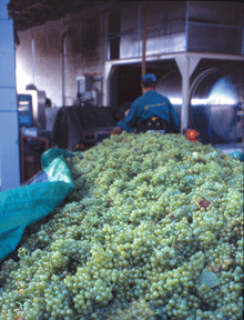 Grapes_Alto-Adige