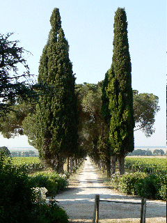 The lane to l'Andana, Maremma, Italy