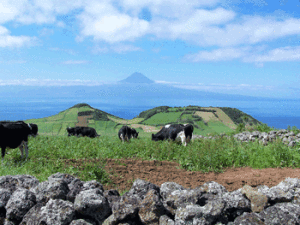 Azores_cows_volcano