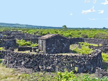 Azores_vineyard-walls