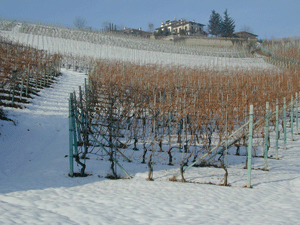 Barolo-vineyard-winter