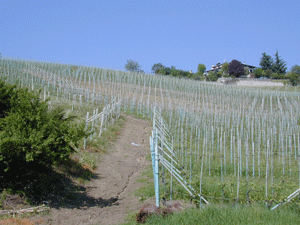 Barolo-vineyard-spring