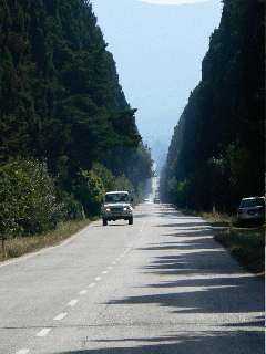 The road to Bolgheri, Italy