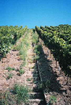 Steep steps climb the hill of the Castell vineyard.