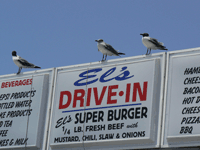 El's-drive-in