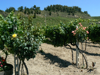 Marche_Velenosi_vineyard