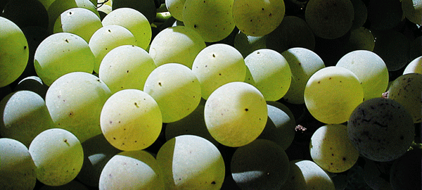 Marche_Verdicchio