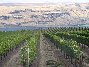  Maryhill Winery vineyards 