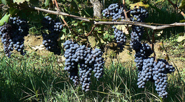 Nebbiolo in the Cannubi vineyard