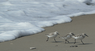 Combing the Crystal Coast