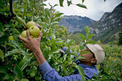 Trentino_apples