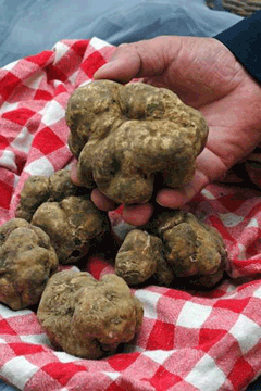 white_ truffles