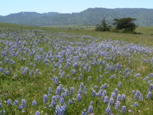 Blue lupine, Tomales Bay