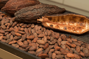 Cacao pods