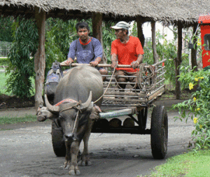 Carabao cart at Villa Escudero, the Philippines