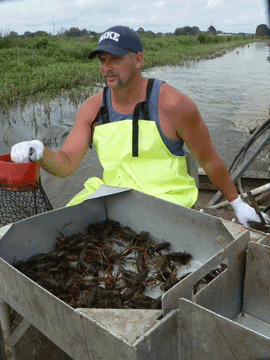 Crawfish farmer Chad Wiltz