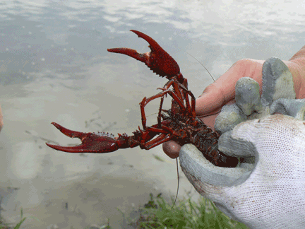 Chad Wiltz wears gloves to protect his hands from crawfish claws