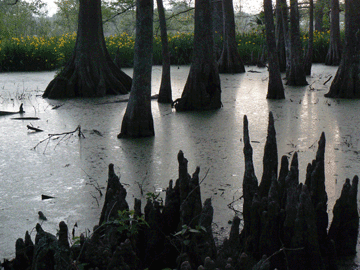 Dark trees in the bayous