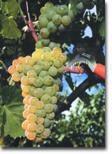 Viognier grapes