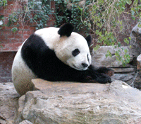 panda