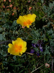 California poppies