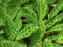 varigated leaves