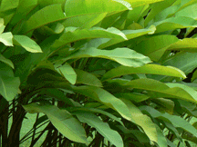 leaves