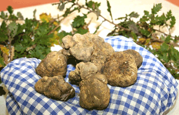 GIANCARLO ZIGANTE:  ISTRIA’S KING OF TRUFFLES