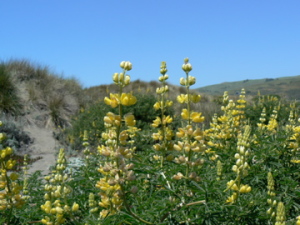 Yellow lupine