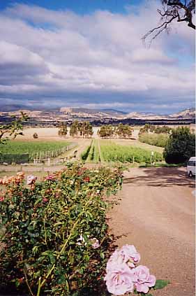 Tasmanian vineyards 