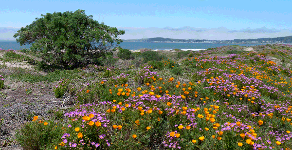 Wildflowers on the dunes, Half Moon Bay