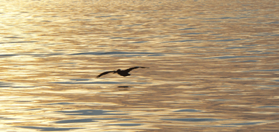 Pelican Half Moon Bay