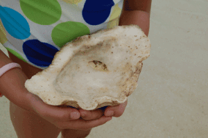 A tiny reef fish in a giant clam