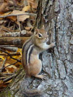 chipmonk