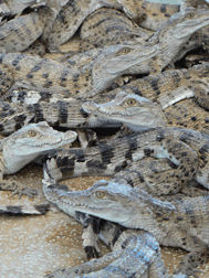 Crocodile Farming Institute on Palawan