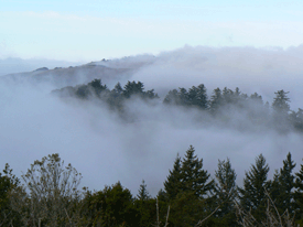 fog_Santa-Cruz-Mountains