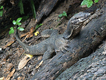 Monitor lizard, Palawan