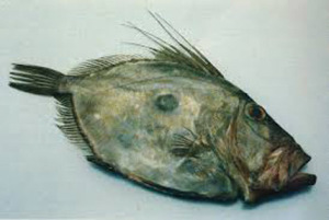 pesce san pietro, or St. Peter's Fish, or John Dory