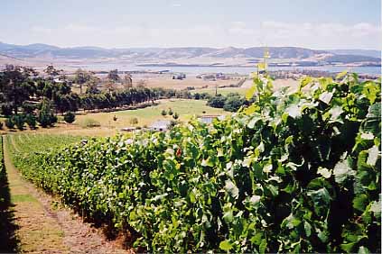 Tasmanian vineyard