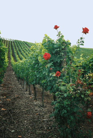 steep hillside vineyards 