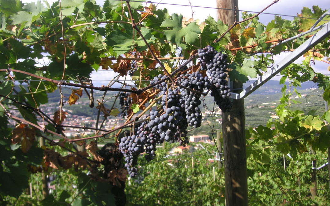 Amarone Specialist: MASI AGRICOLA