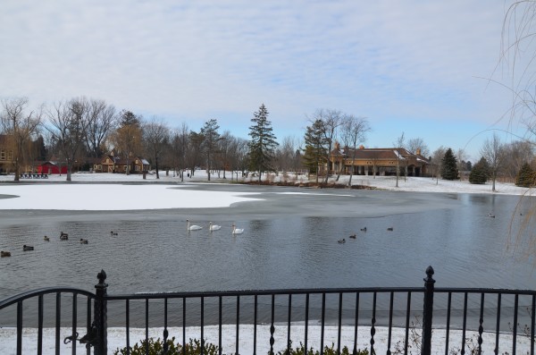 Lake with waterfowl.